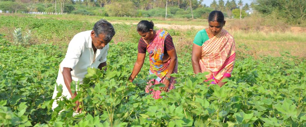 Duurzame landbouw in India