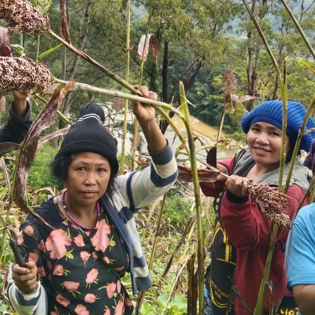 Sorghumteelt in Indonesie